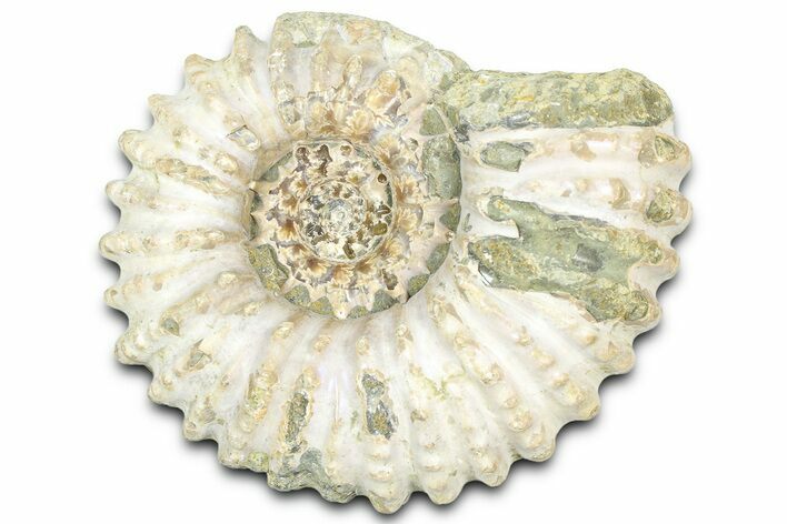 Bumpy Ammonite (Douvilleiceras) Fossil - Madagascar #361145